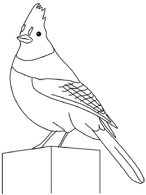 blue jay coloring pages   print blue jay coloring pages