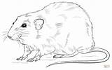 Rat Coloring Pages Cute Realistic Drawing Outline Printable Color Getdrawings Getcolorings sketch template