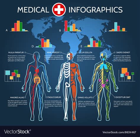 Anatomy Of The Human Body Information Infographic Illustration Stock