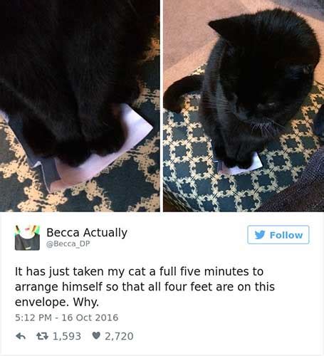 15 hilarious cat tweets are the perfect remedy when you re feeling down