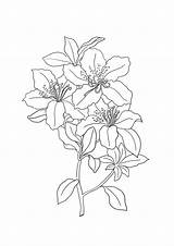 Coloring Pages Lily Lilies Beautiful sketch template