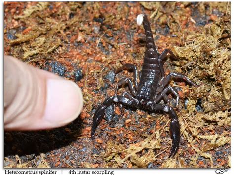 [asa] Forest Scorpions Caresheet