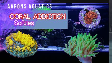 coral addiction soft coral  gallon saltwater aquarium youtube