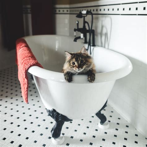 Firstvet Qanda Why Do Cats Hate Water Firstvet