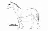 Akhal Lineart Teke Mistral sketch template