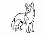 Perro Lupo Cane Loup Coloriage Llop Gos Perros Imprimer Cani Animales Stampare Animaux Gossos sketch template