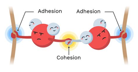 adhesion  cohesion  water labster
