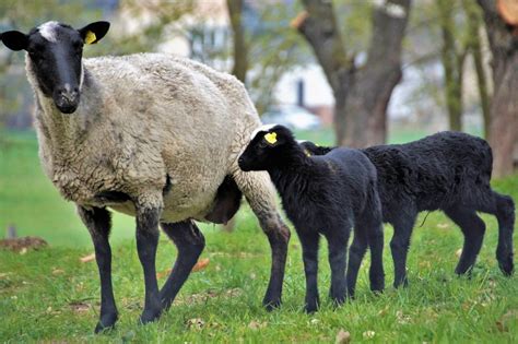 sheep breeds wool  meat     reformation acres