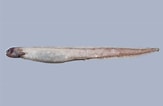 Afbeeldingsresultaten voor Simenchelys parasitica Stam. Grootte: 163 x 106. Bron: fishesofaustralia.net.au