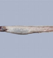 Afbeeldingsresultaten voor "simenchelys Parasitica". Grootte: 170 x 185. Bron: fishesofaustralia.net.au