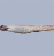 Afbeeldingsresultaten voor Simenchelys parasitica Klasse. Grootte: 178 x 185. Bron: fishesofaustralia.net.au