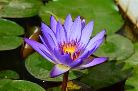 stunning gorgeous water lily flowers  image