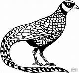 Coloring Pheasant Easy Pheasants Pages Coloringbay sketch template