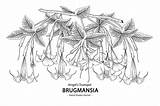 Trumpet Brugmansia Leaves Vecteezy sketch template