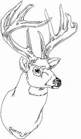 Deer Outline Head Coloring Drawing Getdrawings Sheets sketch template