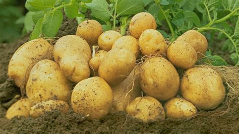 kartoffel krankheiten und pflanzenschutz agricultural sol