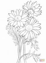 Daisy Coloring Pages Flower Drawing Daisies Gerber Printable Bouquet Flowers Adult Clipart Sheets Supercoloring Super Petal Princess Outlines Sketch Template sketch template