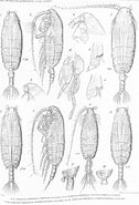 Afbeeldingsresultaten voor "pseudochirella Obtusa". Grootte: 126 x 185. Bron: www.marinespecies.org