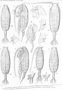 Afbeeldingsresultaten voor Pseudochirella obtusa Onderklasse. Grootte: 128 x 185. Bron: www.marinespecies.org