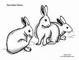 Coloring Snowshoe Hares Sponsors Wonderful Support Please sketch template