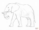 Elefante Africano Elefant Afrikanischer Realistic Elefanten Elefantes Elephants Elefanti Draw sketch template