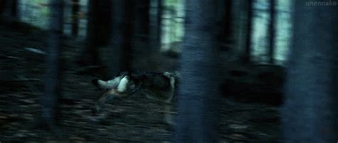 wolf running wolf therian gif wifflegif