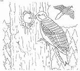 Woodpecker Headed Cockaded sketch template