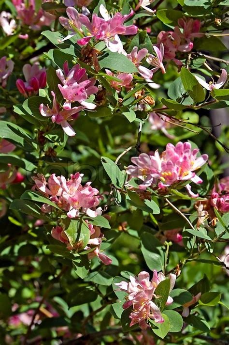flowering shrub  pink flowers stock image colourbox