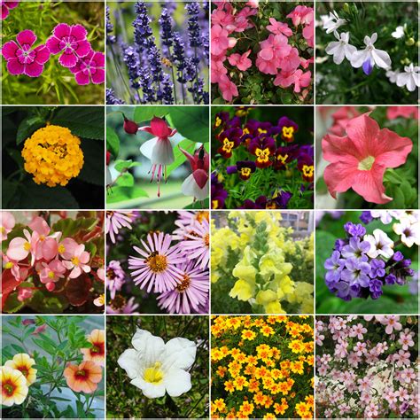16 Adorable Flowering Plants For Hanging Flower Pot