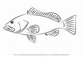 Grouper Draw Red Drawing Step Fishes Tutorials sketch template