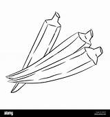 Okra Finger Sketch Lady Isolated Drawn Alamy Hand Vector sketch template