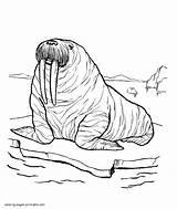 Coloring Walrus Silhouette sketch template
