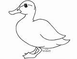 Duck Pato Canard Printablefreecoloring sketch template