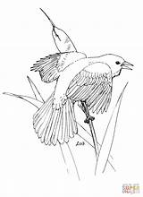 Coloring Pages Blackbird Red Winged Birds Cedar Waxwing Printable Thrush Drawing Categories sketch template