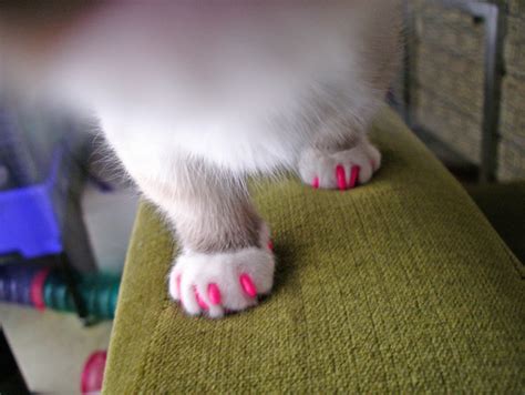 soft paws flickr photo sharing