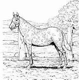 Horse Pages Appaloosa Coloring Horses Template Colouring sketch template