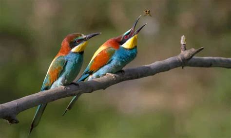 birders flock to see exotic bee eaters birds the guardian