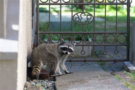 biggest signs  raccoon  house home chief