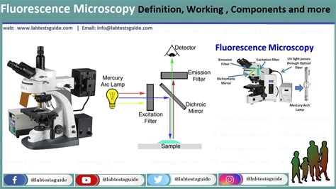 fluorescence microscopy lab tests guide
