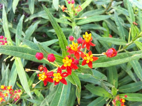 milkweed updated plant guide  central  south texas