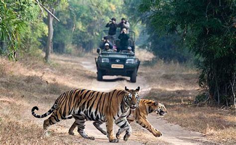 10 Best Tiger Safari In India