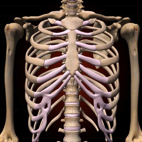 Anatomy Of Rib Cage Rib Cage Diagram With Organs Human