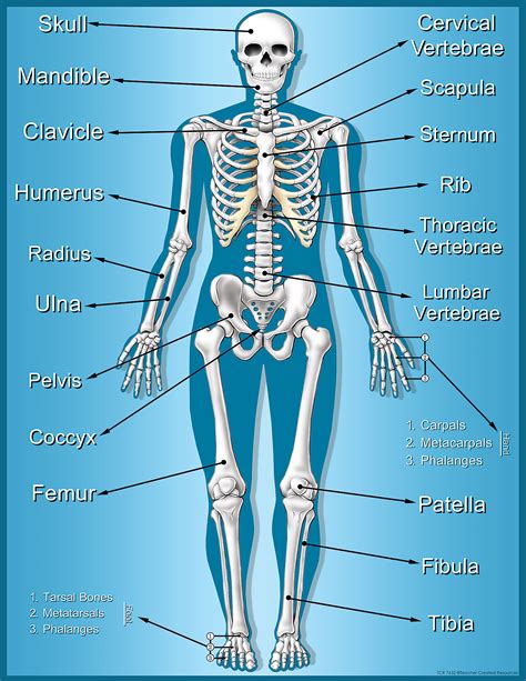 skeleton chart tcr teacher created resources