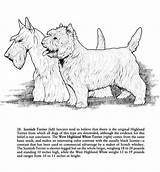 Bubblews Terrier Adult Dover S39 sketch template