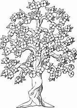 Dogwood Coloring Getcolorings Tree sketch template
