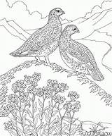 Partridge Perdrix Birds Kolorowanki Malvorlagen Kuropatwa Perdiz Colorkid Colorier Fliegen Kolorowanka Aves Colorare Pernice sketch template