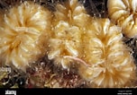 Afbeeldingsresultaten voor "eusmilia Fastigiata". Grootte: 152 x 106. Bron: www.alamy.com