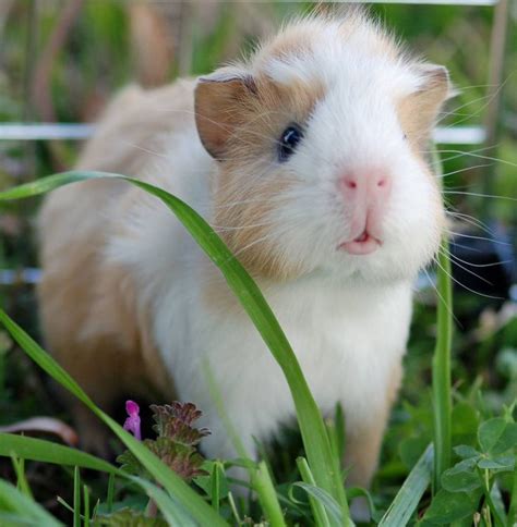 images  guinea pigs   cute  pinterest