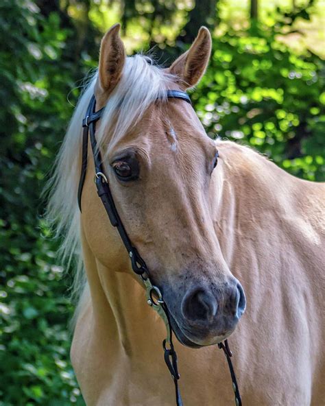 sweet palomino quarter horse photograph  theresa peterson