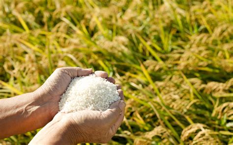 sustainable methods to grow rice greentumble